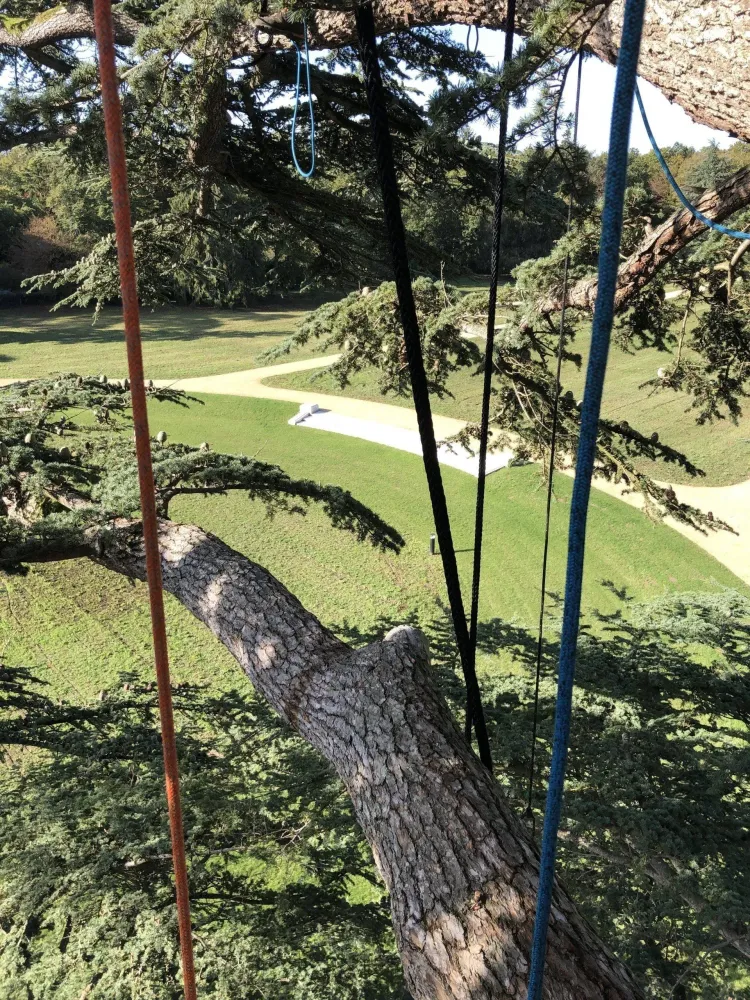 Abattage à Vaupillon